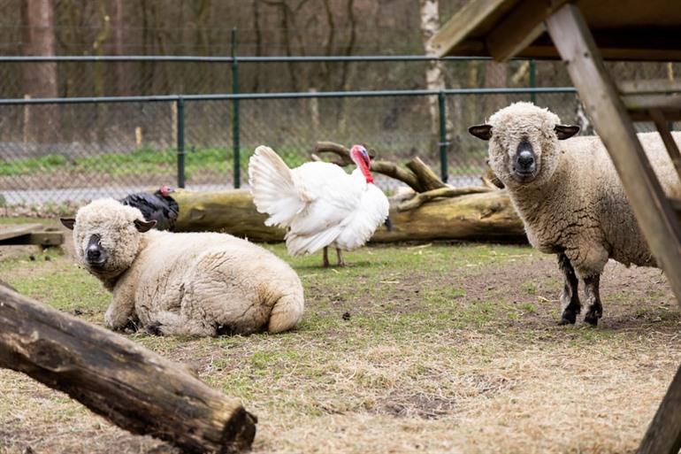 Vakantiepark De Veluwse Hoevegaerde buchen