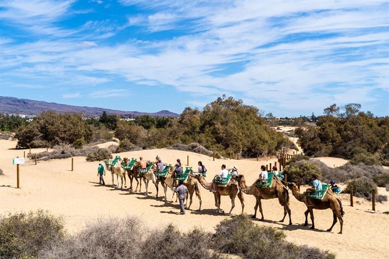 Erkunden Sie die Dünen von Maspalomas auf einem Kamel