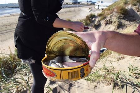 Frisch geöffnetes Surströmming aus Schweden