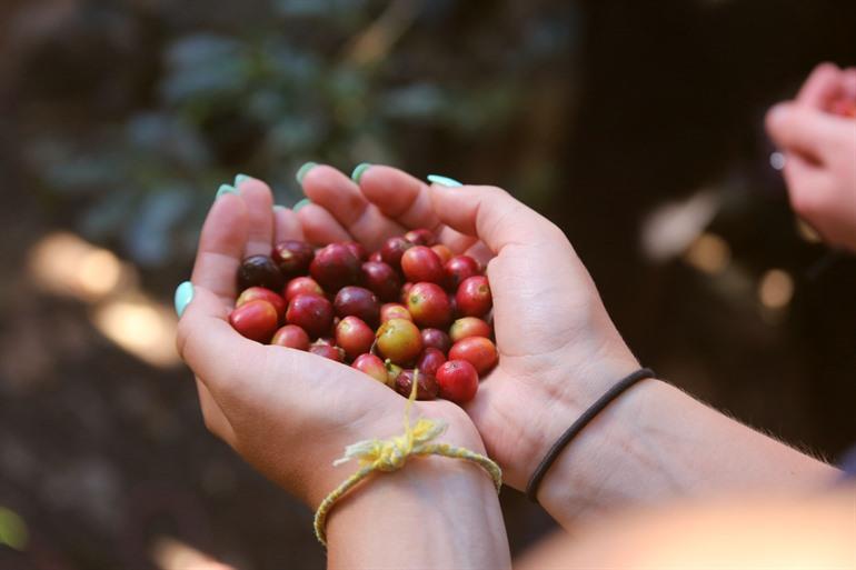 Frisch geerntete Kaffeekirschen in Lucmabamba