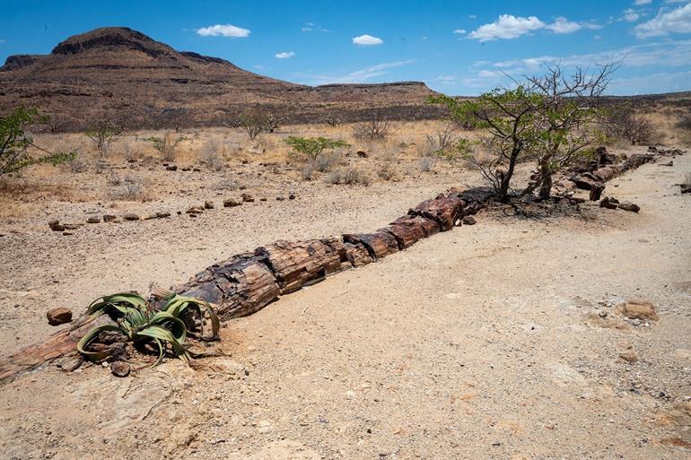 Versteineter Wald, Damaraland