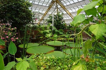 Victoriakas im Hortus Botanicus in Leiden besichtigen