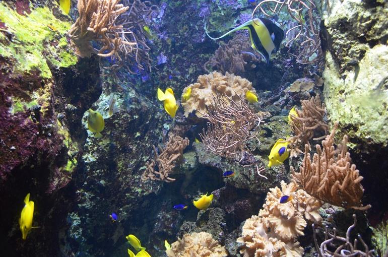 Fische Pairi Daiza