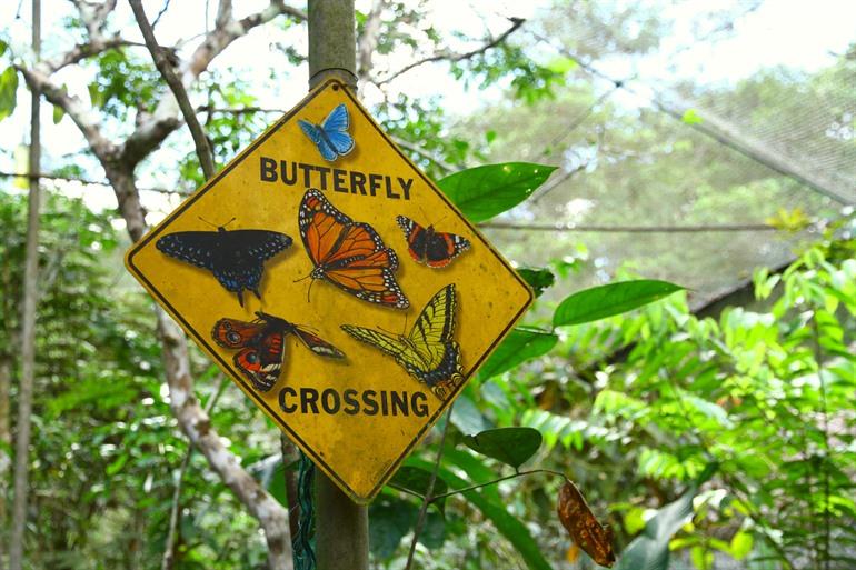 Schmetterlinge im Pilpintuwasi