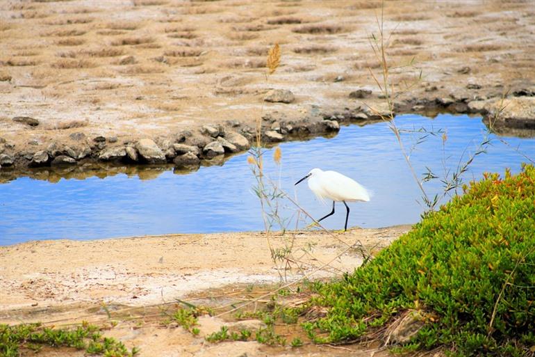 Vogelbeobachtung bei La Charca de Maspalomas auf Gran Canaria