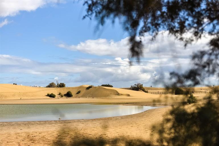Vogelbeobachtung bei La Charca de Maspalomas auf Gran Canaria