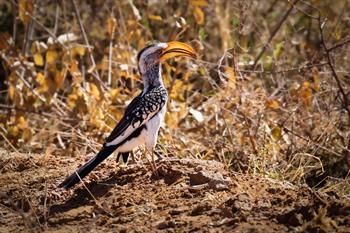 Vogelbeobachtung im Waterberg Plateau Nationalpark