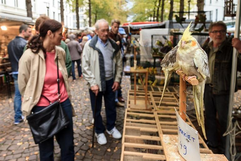 Vogelsmarkt in Antwerpen