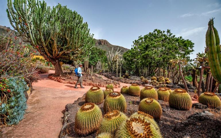 Spazieren Sie zwischen den Kakteen im Jardín Canario auf Gran Canaria.