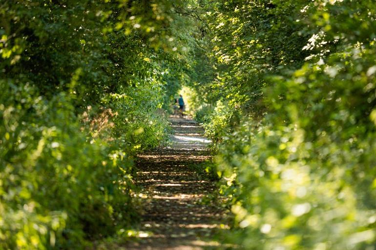 Wandern durch die Wälder neben dem Sumpf.