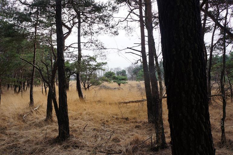 Wandern in der Landschotse Heide, Middelbeers