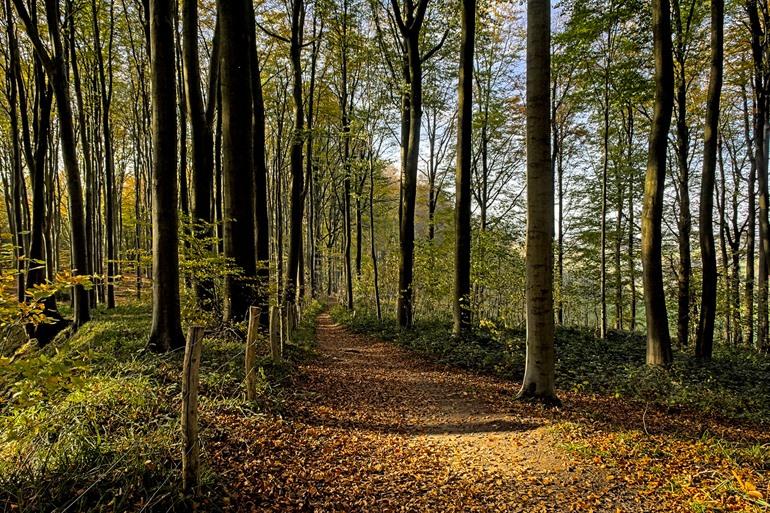 Wandern im Musikwald, Ronse