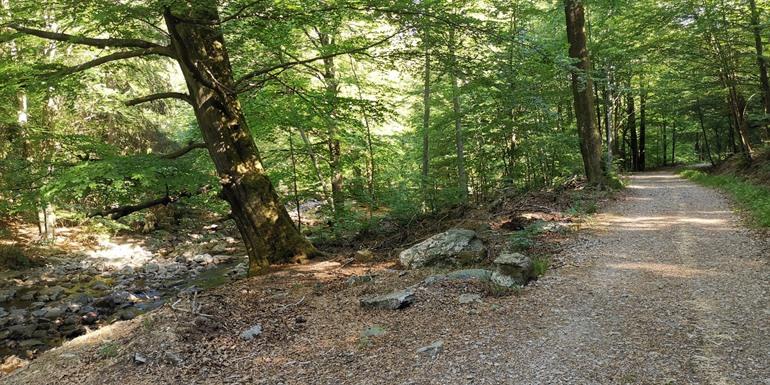 Spaziergang im Hertogenwald in den Hohen Venen