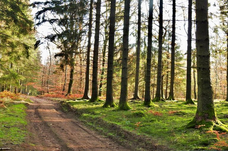 Spaziergang im Anlier-Wald