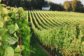 Weingut Entre-Deux-Monts