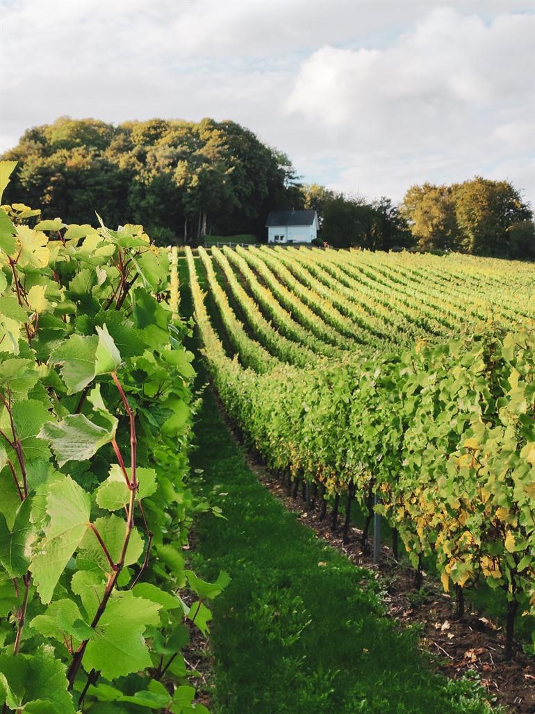 Weingut Entre-Deux-Monts