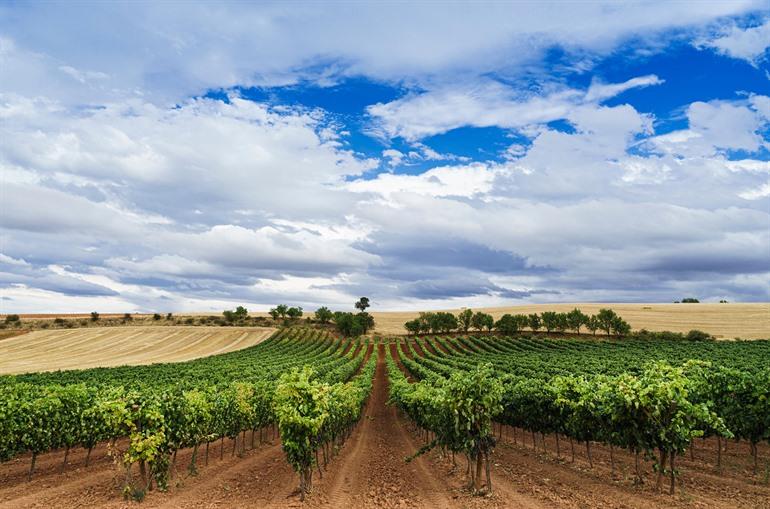 Weinberg in der Ribera del Duero-Region