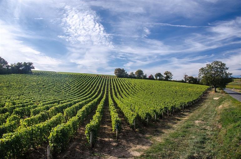 Weinberg Loire