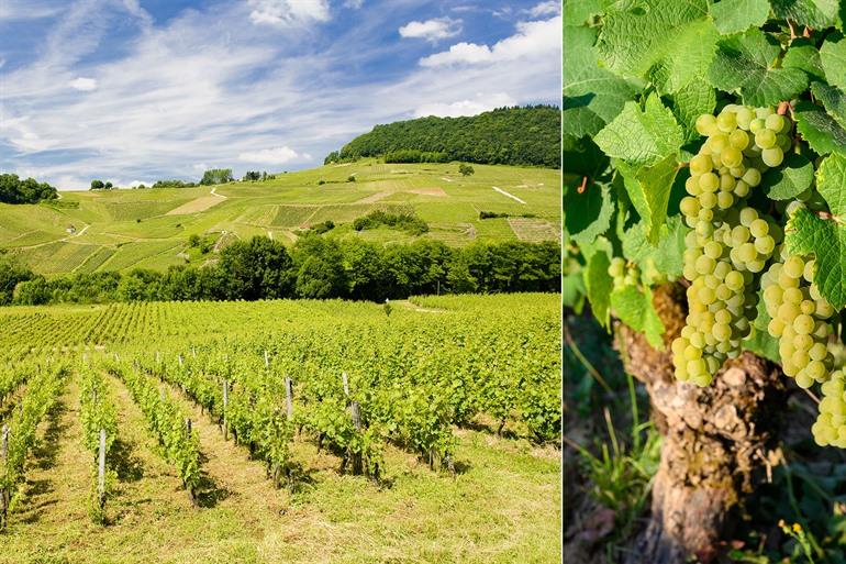 Weinberg in der Nähe von Château-Chalon und der Savagnin-Rebe, Jura