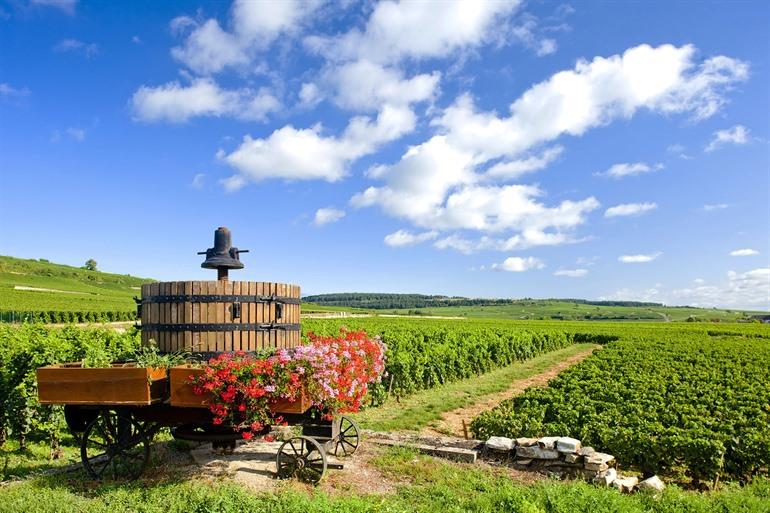 Weinbergregion rund um Beaune und Pommard, Burgund