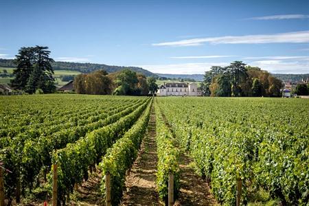 Weinberge beim Château de Meursault, Burgund