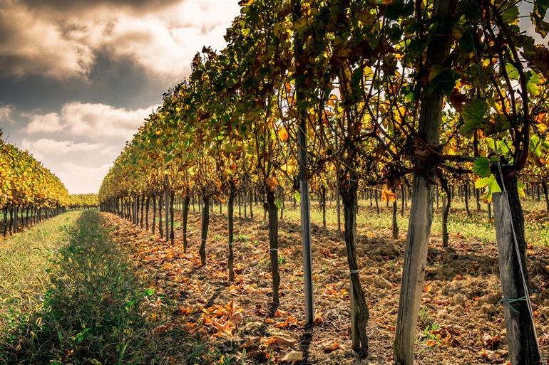 Weinberge bei Saint-Emilion, Bordeaux