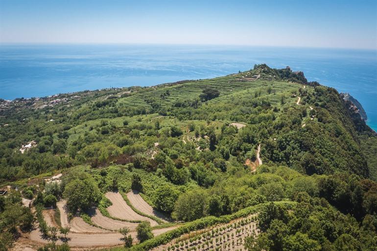Weinberge auf Ischia