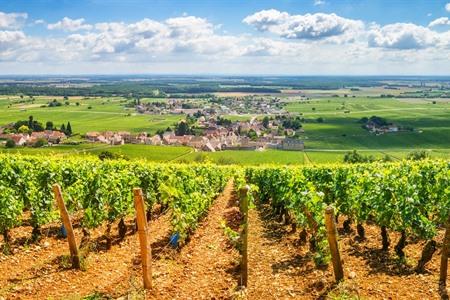 Weinberge von Burgund