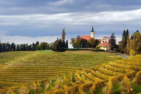 Jerusalemer Weinberge auf slowenischen Hügeln