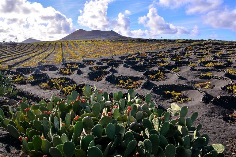 Besuch der Weingüter von La Geria auf Lanzarote