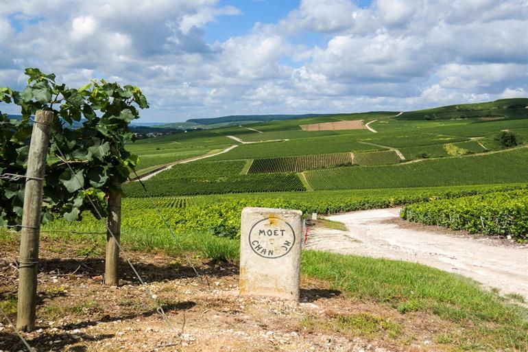 Weinberge von Moët & Chandon