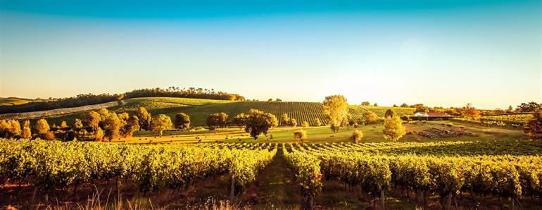 Weinberge von Saint-Emilion, Bordeaux