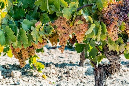 Weinberge für die Palmino-Traube in Andalusien