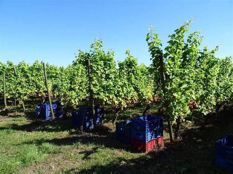 Weingut Monteberg, Westhoek