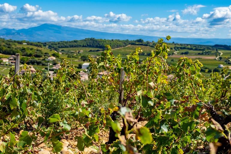 Weinregion Châteauneuf-du-Pape, Vaucluse