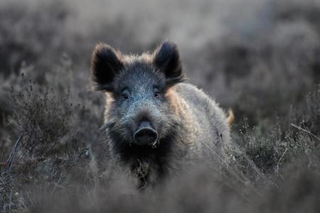 Wildbeobachtung im Nationalpark De Hoge Veluwe