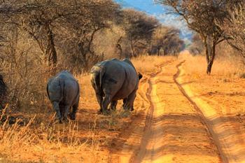 Wildtiere im Waterberg Plateau Nationalpark beobachten