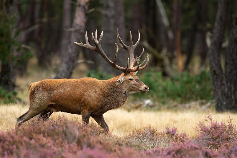 Wildtiere auf der Veluwe beobachten