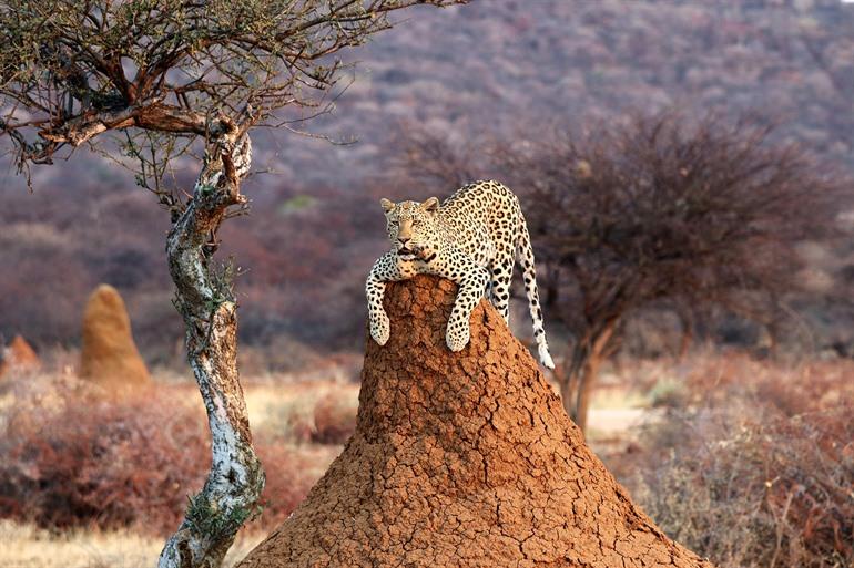 Wildtierbeobachtungen im Etosha-Nationalpark