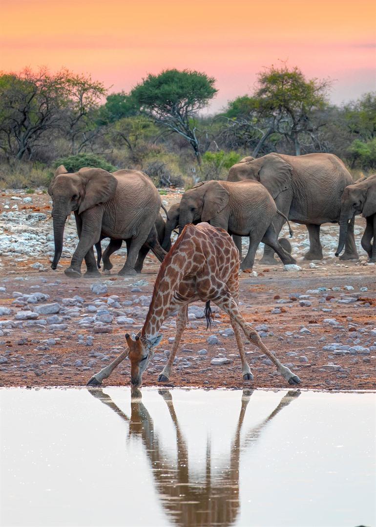 Wildtierbeobachtungen im Etosha-Nationalpark