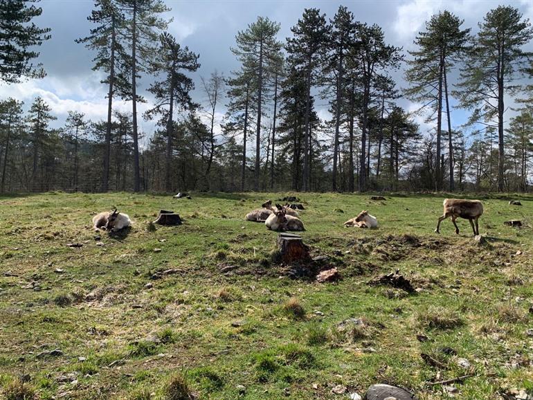 Wildpark Han-sur-Lesse