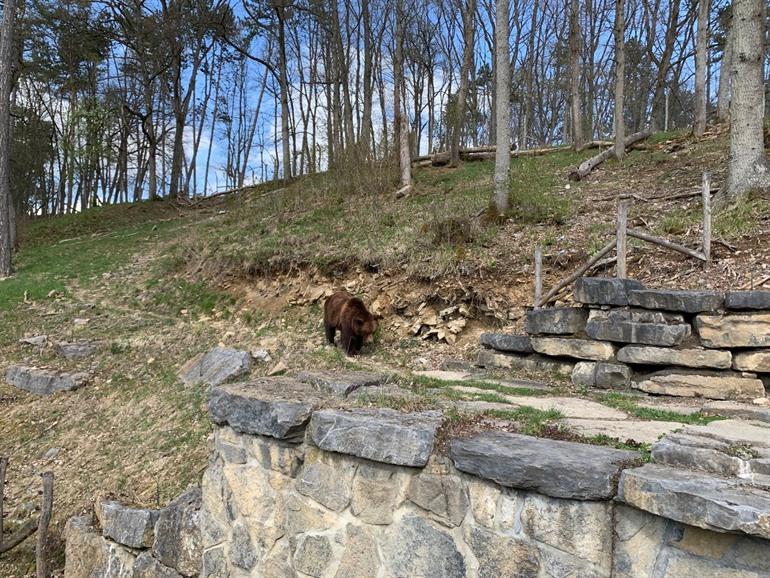 Wildpark-Safari-Tour, Han-sur-Lesse