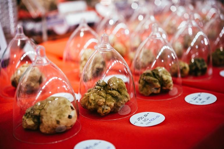 Weiße Trüffel auf einer Messe in Alba, Ligurien