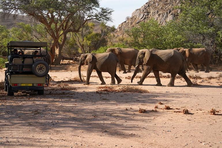 Wüstenelefanten in Damaraland beobachten