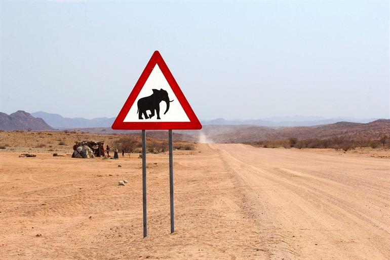 Wüstenelefanten in Damaraland beobachten