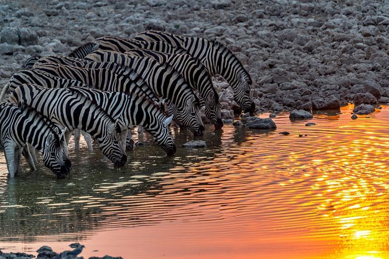 Zebras bei Sonnenuntergang im Etosha-Nationalpark in Namibia.