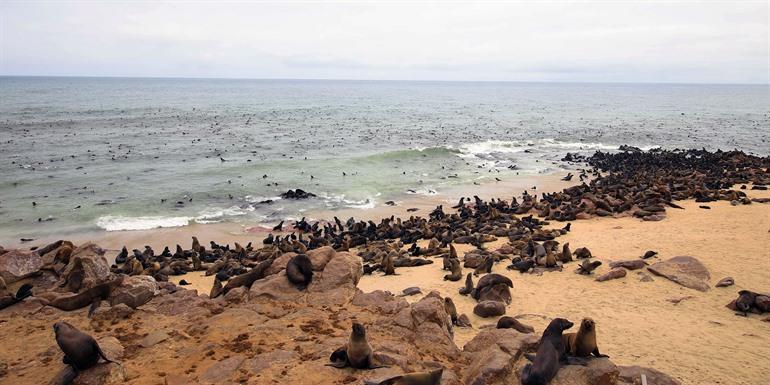 Seehunde im Skeleton Coast Nationalpark