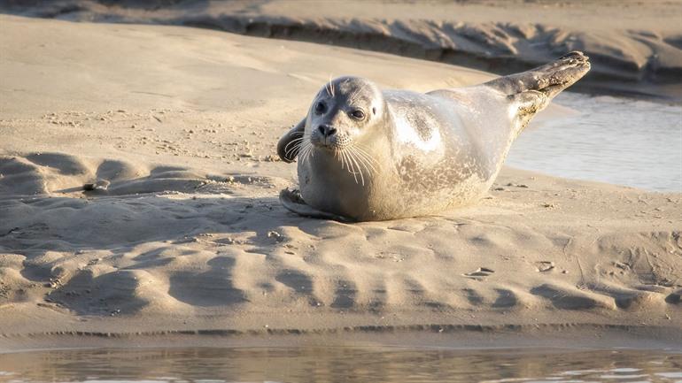 Robbenbeobachtung in Berck