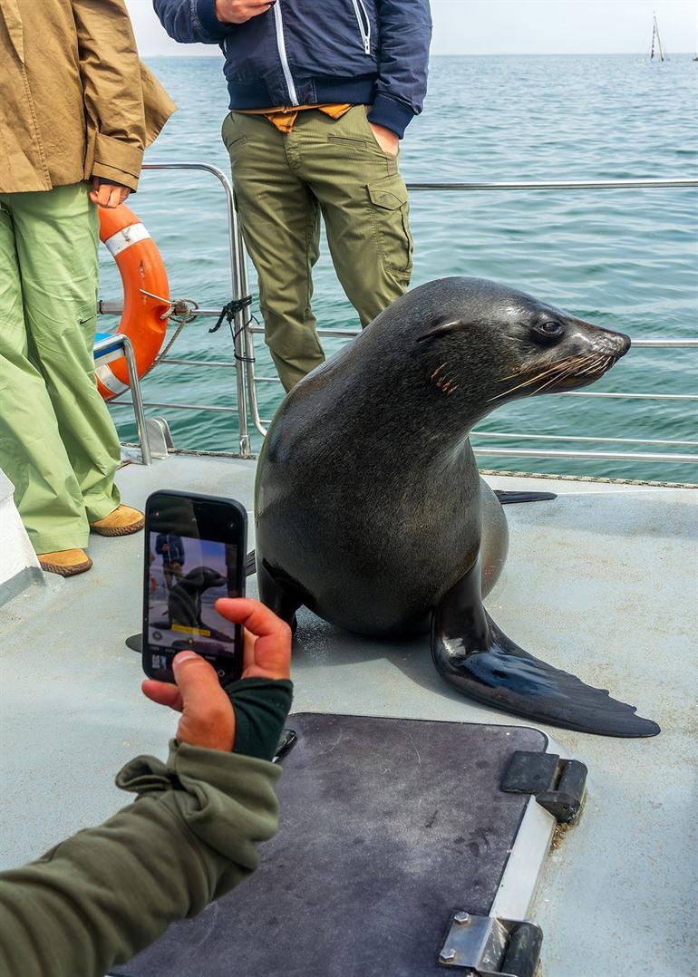 Robben beobachten in Walvis Bay