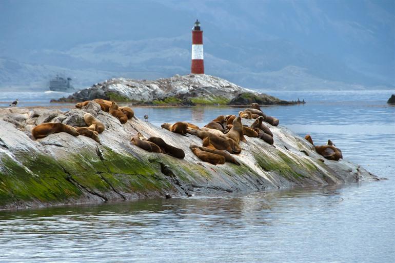 Seelöwen auf den Felsen im Kanal